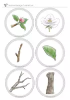 Vorschau - Stationenlernen - Der Apfelbaum im Frühling: Dosenwörter - Seite 2