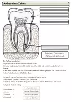 Vorschau - Unterrichtsreihen - Körper & Gesundheit im Sachunterricht – Komplettpaket Klasse 3–4 - Seite 3