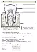 Vorschau - Unterrichtsreihen - Zähne Arbeitsblätter Sachunterricht Klasse 2–3 – Zahnwechsel, Karies, Zahnarzt, Suchsel & Bildkarten - Seite 3