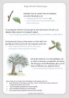 Vorschau - Arbeitsblätter - Der Apfelbaum im Frühling: Rund um die Blüte - Seite 2