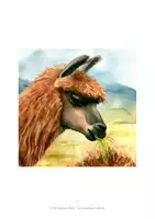 Vorschau - Videos - Warum Lamas spucken - bebildertes Märchen mit "Lesefilm" - Seite 1