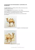 Vorschau - Bildkarten - Arbeitsblatt zu "Warum Lamas spucken: allg. Infos Kamele - Seite 1