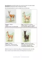 Vorschau - Bildkarten - Arbeitsblatt zu "Warum Lamas spucken: allg. Infos Kamele - Seite 2