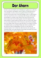Vorschau - Merkblätter - Infotexte - Bäume des Waldes - Seite 2