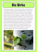Vorschau - Merkblätter - Infotexte - Bäume des Waldes - Seite 3