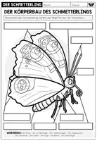 Vorschau - Arbeitsblätter - DER KÖRPERBAU DES SCHMETTERLINGS - Arbeitsblatt - Seite 1
