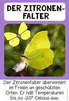 Vorschau - Poster - Schmetterlingsarten kennenlernen – heimische und besondere Schmetterlinge | Poster 4.–5. Klasse - Seite 1