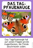 Vorschau - Poster - Schmetterlingsarten kennenlernen – heimische und besondere Schmetterlinge | Poster 4.–5. Klasse - Seite 2