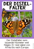 Vorschau - Poster - Schmetterlingsarten kennenlernen – heimische und besondere Schmetterlinge | Poster 4.–5. Klasse - Seite 3