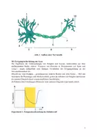 Vorschau - Klassenarbeiten - Klausur Neurobiologie Q1 - Seite 3
