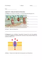 Vorschau - Test - Biologie EF - Klausur zur Biomembran und Mitose - Seite 1