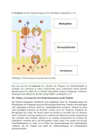 Vorschau - Test - Biologie EF - Klausur zur Biomembran und Mitose - Seite 2