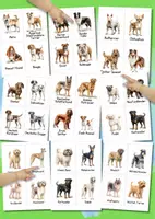 Vorschau - Bildkarten - Hunderassen Bildkarten digital – 104 Karten mit Bild und Wort für spielerisches Lernen im Vorschulalter - Seite 1