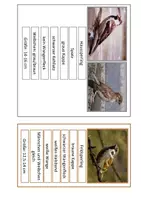 Vorschau - Arbeitsblätter - Ordnen: Haussperling, Feldsperling oder Spatz? (3-fache Ausführung) - Seite 2