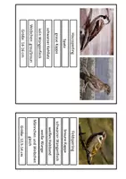 Vorschau - Arbeitsblätter - Ordnen: Haussperling, Feldsperling oder Spatz? (3-fache Ausführung) - Seite 3