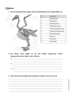 Vorschau - Arbeitsblätter - Wirbeltiergruppe Vögel – Skelett eines Vogels - Seite 3