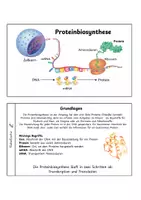 Vorschau - Arbeitsblätter - Proteinbiosynthese kompakt: Infoheft - Seite 1