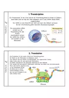 Vorschau - Arbeitsblätter - Proteinbiosynthese kompakt: Infoheft - Seite 2
