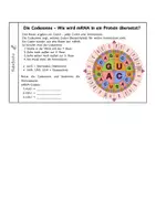 Vorschau - Arbeitsblätter - Proteinbiosynthese kompakt: Infoheft - Seite 3