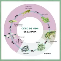 Vista previa - Unidades / Secuencias / Situaciones de Aprendizaje - Ciclo de Vida Rana – Situación de Aprendizaje Método Científico - página 2