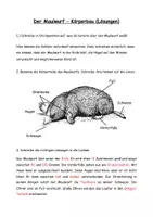 Vorschau - Arbeitsblätter - Arbeitsblatt Maulwurf Körperbau und Aussehen - Seite 1