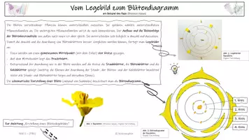 Vorschau - Präsentationen/Tafelbilder - Vom Legebild zum Blütendiagramm - Deckblatt