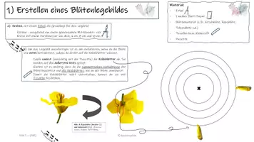 Vorschau - Präsentationen/Tafelbilder - Vom Legebild zum Blütendiagramm - Seite 1