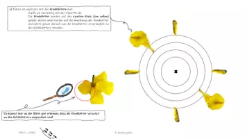 Vorschau - Präsentationen/Tafelbilder - Vom Legebild zum Blütendiagramm - Seite 2