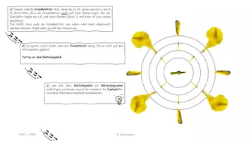 Vorschau - Präsentationen/Tafelbilder - Vom Legebild zum Blütendiagramm - Seite 3