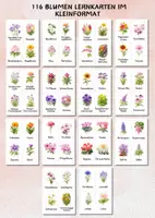 Vorschau - Bildkarten - Bildkarten heimische Blumen – 72 Karten zur Pflanzenbestimmung & Wortschatzarbeit im Sachunterricht - Seite 3