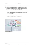 Vorschau - Arbeitsblätter - Arbeitsblatt Aufbau Blüte - Deckblatt