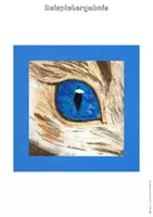Vorschau - Arbeitsblätter - Tieraugen gestalten mit Ölpastellkreiden – Kunstunterricht Sekundarstufe I,Kunst Klasse 6 |Kunst Klasse 7 | Kunst Klasse 8 - Seite 2