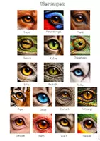 Vorschau - Arbeitsblätter - Tieraugen gestalten mit Ölpastellkreiden – Kunstunterricht Sekundarstufe I,Kunst Klasse 6 |Kunst Klasse 7 | Kunst Klasse 8 - Seite 3