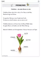 Vorschau - Arbeitsblätter - Frühblüher_Arbeitsblätter - Seite 2
