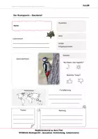 Vorschau - Arbeitsblätter - Buntspecht - Arbeitsblätter mit Lösungen PDF - Seite 1
