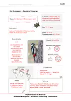 Vorschau - Arbeitsblätter - Buntspecht - Arbeitsblätter mit Lösungen PDF - Seite 2