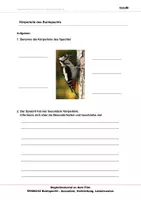 Vorschau - Arbeitsblätter - Buntspecht - Arbeitsblätter mit Lösungen PDF - Seite 3