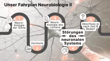 Vorschau - Stundenentwürfe - Unterrichtseinheit Neurodegenerative Erkrankungen MS Parkinson Alzheimer ALS Gruppenarbeit - Seite 2