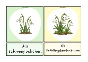 Vorschau - Bildkarten - Bildkarten Frühblüher - Seite 1