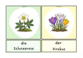 Vorschau - Bildkarten - Bildkarten Frühblüher - Seite 2