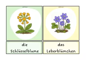 Vorschau - Bildkarten - Bildkarten Frühblüher - Seite 3