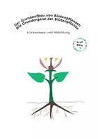Vorschau - Arbeitsblätter - Grundbauplan Grundorgane einer Blütenpflanze - Deckblatt