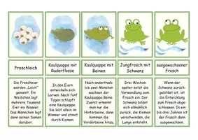 Vorschau - Arbeitsblätter - Legekarten, Zuordnungsspiel Fortpflanzung Frosch, Arbeitsblätter - Seite 2