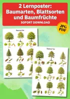 Vorschau - Poster - Poster Baumarten & Blätter – 18 heimische Bäume erkennen und Natur bewusst entdecken - Deckblatt