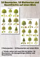 Vorschau - Poster - Poster Baumarten & Blätter – 18 heimische Bäume erkennen und Natur bewusst entdecken - Seite 1