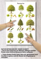 Vorschau - Poster - Poster Baumarten & Blätter – 18 heimische Bäume erkennen und Natur bewusst entdecken - Seite 2
