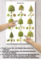 Vorschau - Poster - Poster Baumarten & Blätter – 18 heimische Bäume erkennen und Natur bewusst entdecken - Seite 3