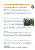 Vorschau - Arbeitsblätter - Tierbeschreibung Zwergohreule - Seite 2