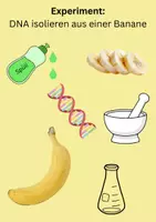 Vorschau - Arbeitsblätter - Experiment - DNA isolieren aus einer Banane mit Lösung - Deckblatt