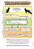Vorschau - Arbeitsblätter - Schema Ablauf Evolution Evolutionsfaktoren Klausuren - Seite 2